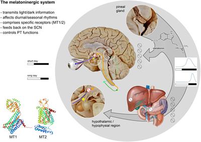 The Role of the Melatoninergic System in Circadian and Seasonal Rhythms—Insights From Different Mouse Strains